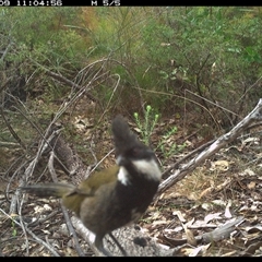 Psophodes olivaceus (Eastern Whipbird) at Shannondale, NSW - 9 Oct 2024 by PEdwards