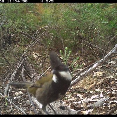 Psophodes olivaceus (Eastern Whipbird) at Shannondale, NSW - 9 Oct 2024 by PEdwards