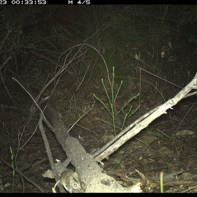 Sminthopsis murina (Common Dunnart) at Shannondale, NSW - 23 Oct 2024 by PEdwards