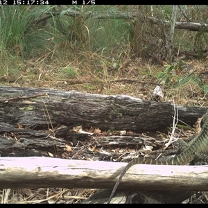 Intellagama lesueurii (Australian Water Dragon) at Shannondale, NSW - 12 Nov 2024 by PEdwards