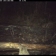 Isoodon macrourus (Northern Brown Bandicoot) at Shannondale, NSW - 20 Nov 2024 by PEdwards