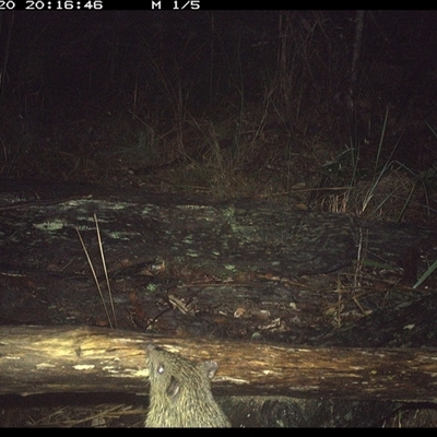 Isoodon macrourus (Northern Brown Bandicoot) at Shannondale, NSW - 20 Nov 2024 by PEdwards