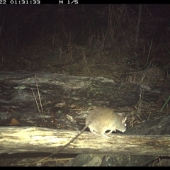 Rattus fuscipes (Bush Rat) at Shannondale, NSW - 22 Nov 2024 by PEdwards