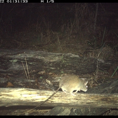 Rattus fuscipes (Bush Rat) at Shannondale, NSW - 22 Nov 2024 by PEdwards