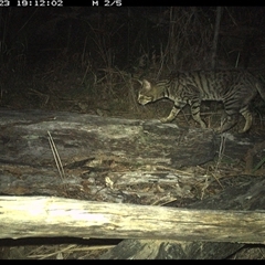 Felis catus (Feral Cat) at Shannondale, NSW - 23 Nov 2024 by PEdwards