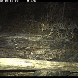 Felis catus (Feral Cat) at Shannondale, NSW - 23 Nov 2024 by PEdwards