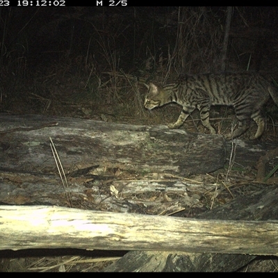Felis catus (Feral Cat) at Shannondale, NSW - 23 Nov 2024 by PEdwards