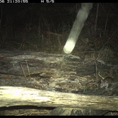 Rattus rattus (Black Rat) at Shannondale, NSW - 6 Dec 2024 by PEdwards