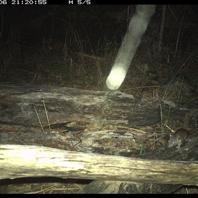 Rattus rattus (Black Rat) at Shannondale, NSW - 6 Dec 2024 by PEdwards