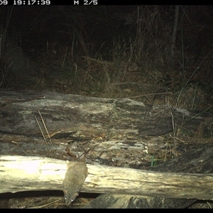 Antechinus stuartii (Brown Antechinus) at Shannondale, NSW - 9 Dec 2024 by PEdwards