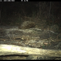 Tachyglossus aculeatus (Short-beaked Echidna) at Shannondale, NSW - 11 Dec 2024 by PEdwards
