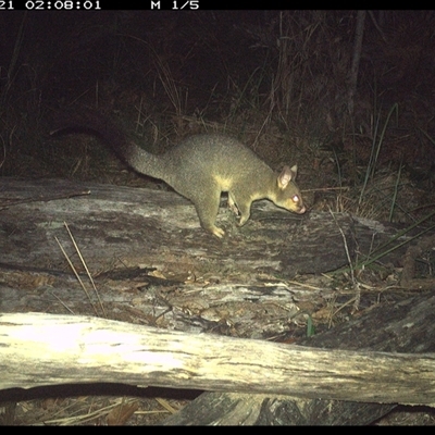 Trichosurus vulpecula (Common Brushtail Possum) at Shannondale, NSW - 21 Dec 2024 by PEdwards