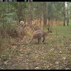 Notamacropus rufogriseus (Red-necked Wallaby) at Shannondale, NSW - 28 Sep 2024 by PEdwards