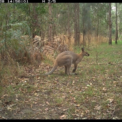 Notamacropus rufogriseus (Red-necked Wallaby) at Shannondale, NSW - 28 Sep 2024 by PEdwards