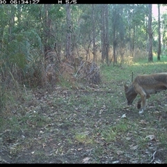 Canis lupus (Dingo / Wild Dog) at Shannondale, NSW - 30 Sep 2024 by PEdwards