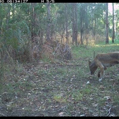 Canis lupus (Dingo / Wild Dog) at Shannondale, NSW - 30 Sep 2024 by PEdwards
