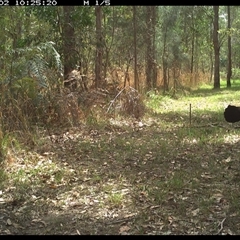Alectura lathami (Australian Brush-turkey) at Shannondale, NSW - 2 Oct 2024 by PEdwards