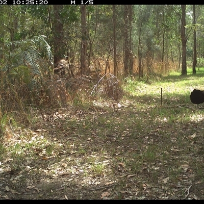 Alectura lathami (Australian Brush-turkey) at Shannondale, NSW - 2 Oct 2024 by PEdwards