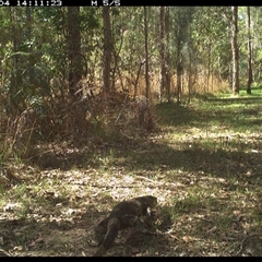 Varanus varius (Lace Monitor) at Shannondale, NSW - 4 Oct 2024 by PEdwards