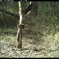 Wallabia bicolor (Swamp Wallaby) at Blaxlands Creek, NSW - 25 Sep 2024 by VickiC