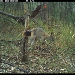 Notamacropus rufogriseus (Red-necked Wallaby) at Blaxlands Creek, NSW - 26 Sep 2024 by VickiC