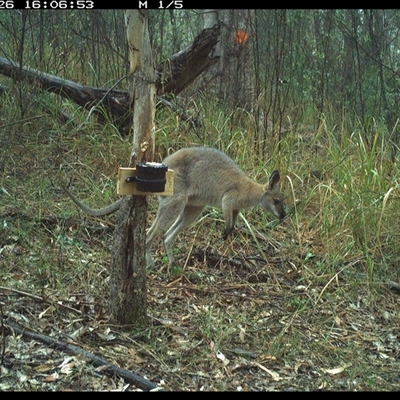 Notamacropus rufogriseus (Red-necked Wallaby) at Blaxlands Creek, NSW - 26 Sep 2024 by VickiC