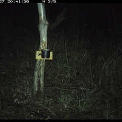 Antechinus sp. (genus) (Unidentified Antechinus) at Blaxlands Creek, NSW - 27 Sep 2024 by VickiC