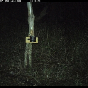 Antechinus sp. (genus) (Unidentified Antechinus) at Blaxlands Creek, NSW - 27 Sep 2024 by VickiC