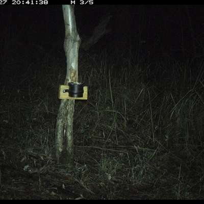 Antechinus sp. (genus) (Unidentified Antechinus) at Blaxlands Creek, NSW - 27 Sep 2024 by VickiC