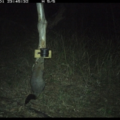 Trichosurus vulpecula (Common Brushtail Possum) at Blaxlands Creek, NSW - 1 Oct 2024 by VickiC