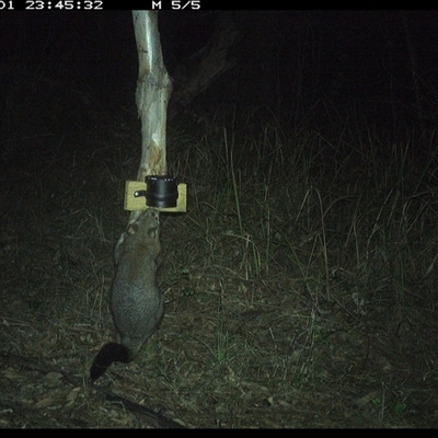 Trichosurus vulpecula (Common Brushtail Possum) at Blaxlands Creek, NSW - 1 Oct 2024 by VickiC