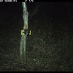 Antechinus sp. (genus) (Unidentified Antechinus) at Blaxlands Creek, NSW - 3 Oct 2024 by VickiC