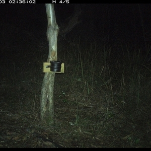 Antechinus sp. (genus) (Unidentified Antechinus) at Blaxlands Creek, NSW - 3 Oct 2024 by VickiC