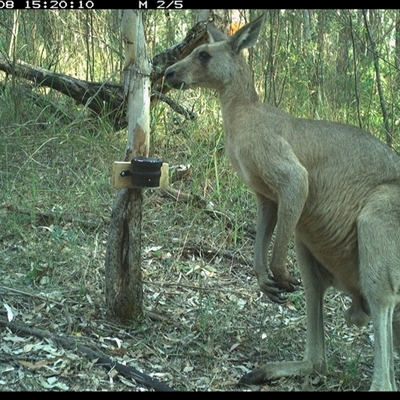 Macropus giganteus (Eastern Grey Kangaroo) at Blaxlands Creek, NSW - 8 Oct 2024 by VickiC