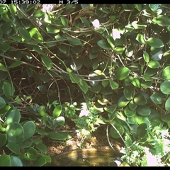 Melithreptus albogularis (White-throated Honeyeater) at Shannondale, NSW - 7 Oct 2024 by PEdwards