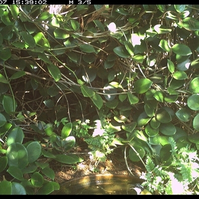 Melithreptus albogularis (White-throated Honeyeater) at Shannondale, NSW - 7 Oct 2024 by PEdwards