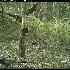 Centropus phasianinus (Pheasant Coucal) at Blaxlands Creek, NSW - 18 Oct 2024 by VickiC