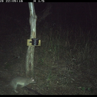Isoodon macrourus (Northern Brown Bandicoot) at Blaxlands Creek, NSW - 19 Oct 2024 by VickiC