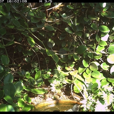 Rhipidura leucophrys (Willie Wagtail) at Shannondale, NSW - 7 Oct 2024 by PEdwards