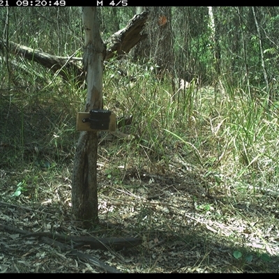 Bellatorias major (Land Mullet) at Blaxlands Creek, NSW - 21 Oct 2024 by VickiC