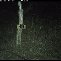 Perameles nasuta (Long-nosed Bandicoot) at Blaxlands Creek, NSW - 23 Oct 2024 by VickiC