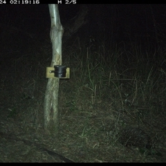 Tachyglossus aculeatus (Short-beaked Echidna) at Blaxlands Creek, NSW - 24 Oct 2024 by VickiC