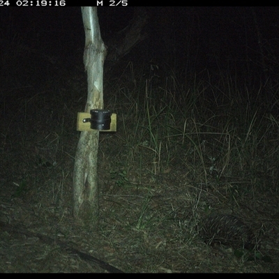 Tachyglossus aculeatus (Short-beaked Echidna) at Blaxlands Creek, NSW - 24 Oct 2024 by VickiC