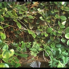 Rhipidura albiscapa (Grey Fantail) at Shannondale, NSW - 7 Oct 2024 by PEdwards