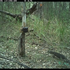 Varanus varius (Lace Monitor) at Blaxlands Creek, NSW - 26 Oct 2024 by VickiC