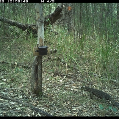 Varanus varius (Lace Monitor) at Blaxlands Creek, NSW - 26 Oct 2024 by VickiC