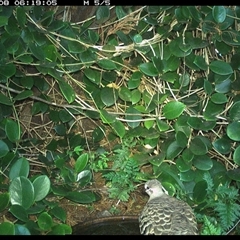 Phaps chalcoptera (Common Bronzewing) at Shannondale, NSW - 8 Oct 2024 by PEdwards