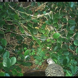 Phaps chalcoptera (Common Bronzewing) at Shannondale, NSW - 8 Oct 2024 by PEdwards