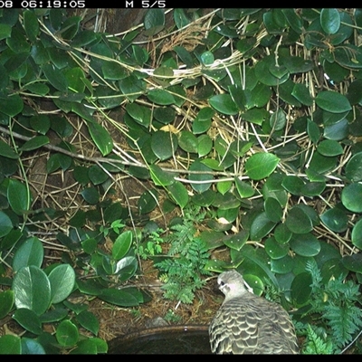 Phaps chalcoptera (Common Bronzewing) at Shannondale, NSW - 8 Oct 2024 by PEdwards
