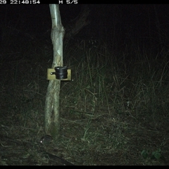Rattus fuscipes (Bush Rat) at Blaxlands Creek, NSW - 29 Oct 2024 by VickiC